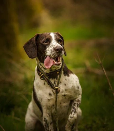 Hand sewn Traditional Gundog Slip Lead - Solid Brass and Leather with Black or Olive Nylon Rope