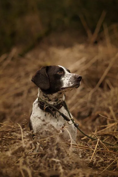 Hand sewn Traditional Gundog Slip Lead - Solid Brass and Leather with Black or Olive Nylon Rope