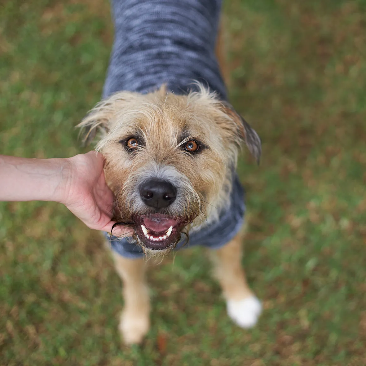 Stormy Skies Roll Neck Dog Jumper